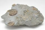 Fossil Jurassic Ammonite (Asteroceras) Cluster - Dorset, England #206501-4